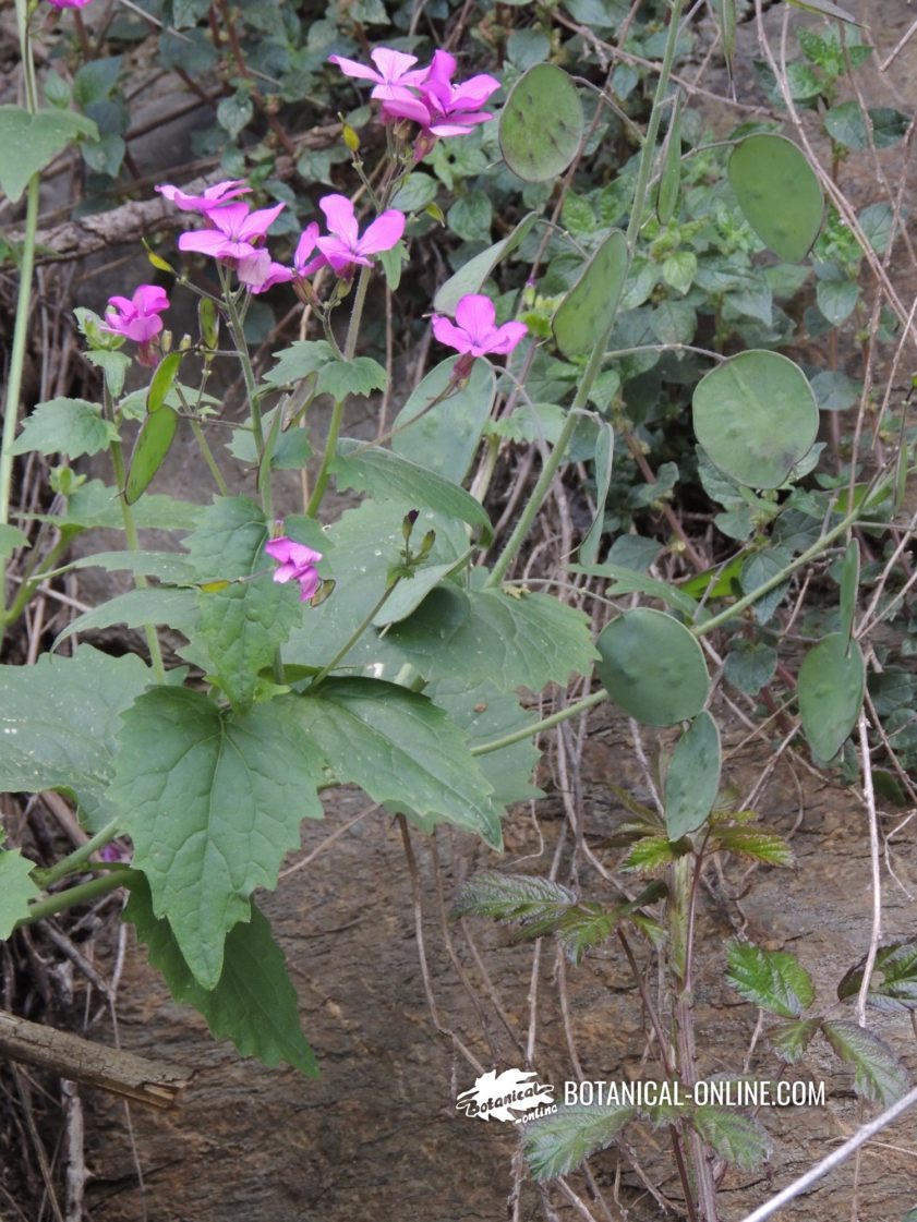 Flor concurso marzo de 2021