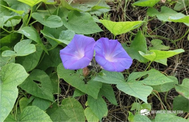 Ipomoea indica