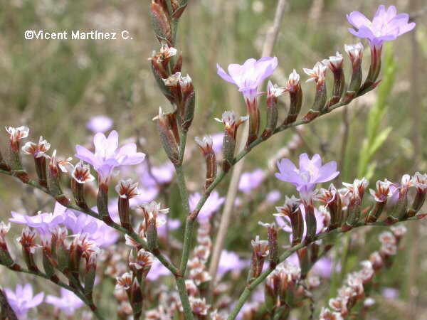 Limonium vulgare