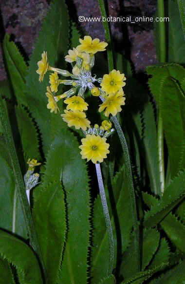 Flor concurso abril de 2012