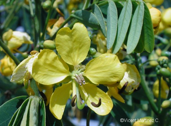 Cassia corymbosa 