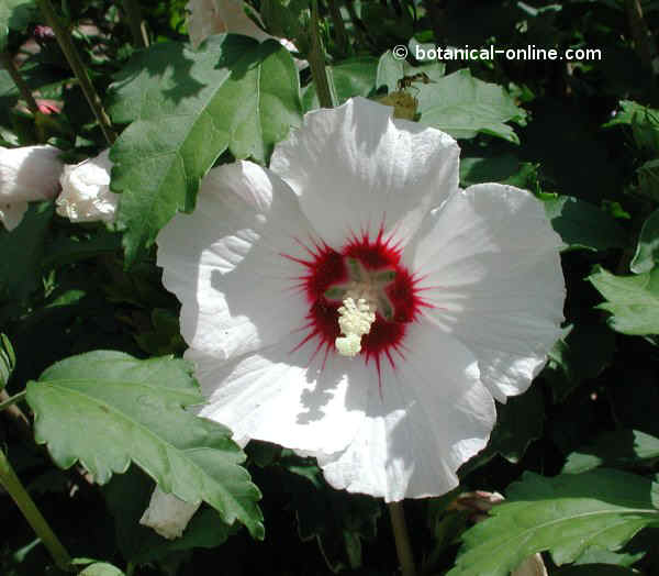 Hibiscus syriacus