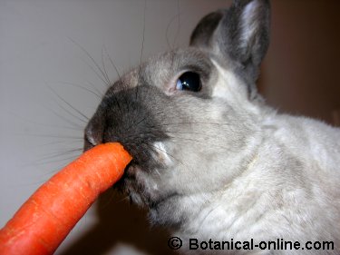 Conejo comiendo una zanahoria