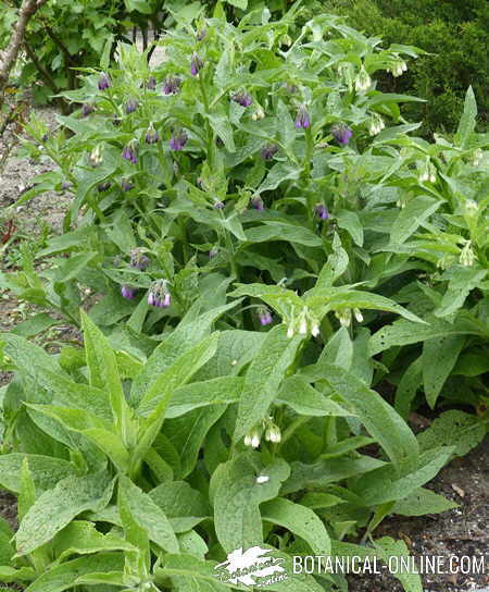 consuelda cultivo flores blancas y lilas