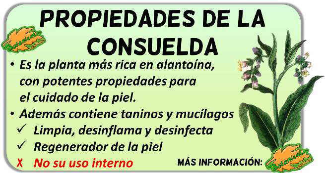 consuelda propiedades beneficios planta medicinal