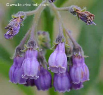 flores de consuelda