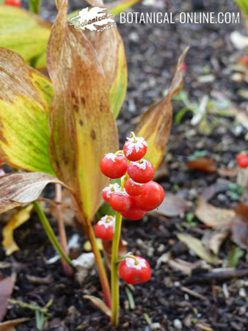 frutos, convalaria, muguet, muguete