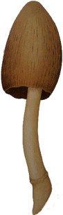 Coprinus atramentarius