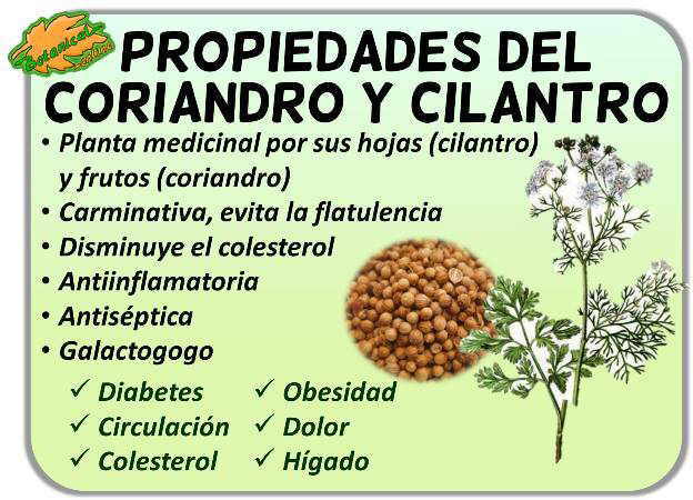 propiedades medicinales del coriandro cilantro coriandrum sativum