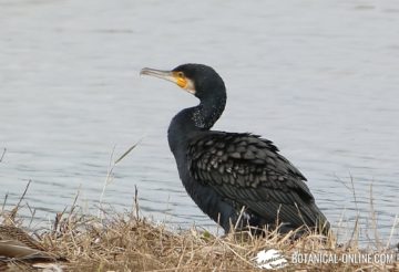 El tamaño y la ausencia de cresta lo diferencian del cormorán moñudo