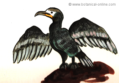 Dibujo de cormorán 