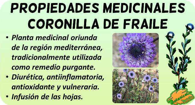 globularia alypum propiedades coronilla fraile