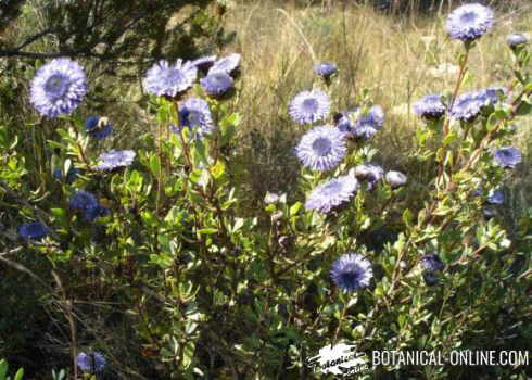 globularia alypum coronilla de fraile