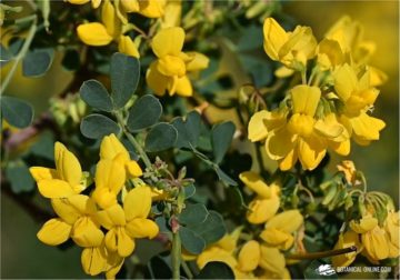 Coronilla glauca