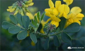 Coronilla glauca