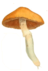 Cortinarius collitinus