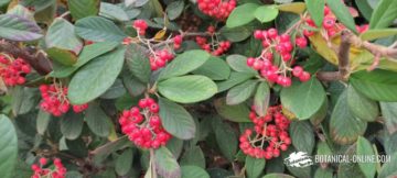 Cotoneaster