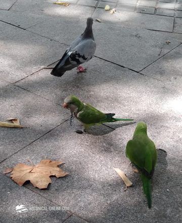 Cotorras y palomas