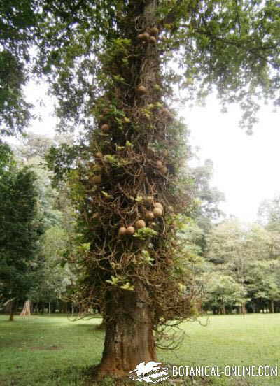 arbol Ayahuma couroupita