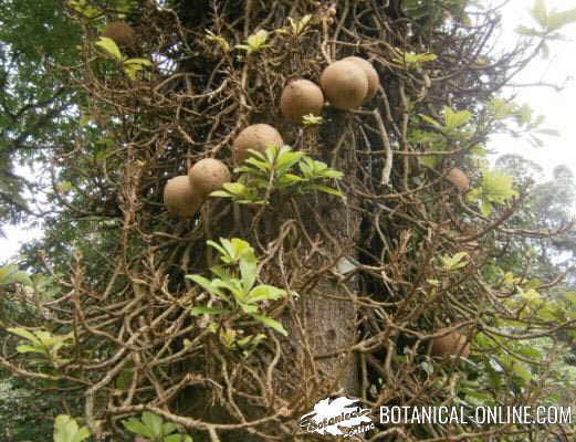 flor arbol Ayahuma couroupita