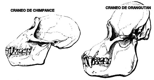 craneos-chimp-orang
