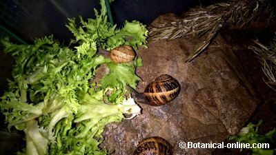 caracol terrestre