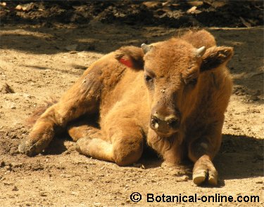 cria bisonte