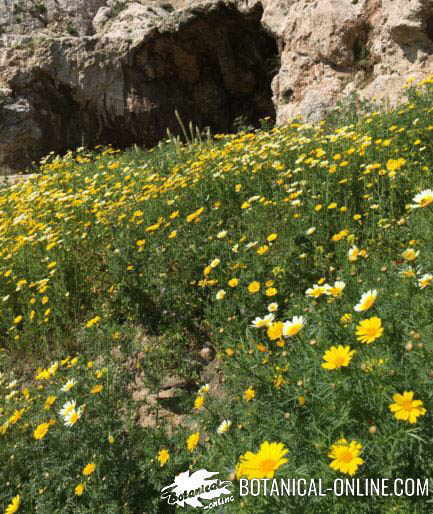 FLOR CRISANTEMO