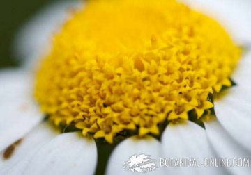 macrofotografia crisantemo flores