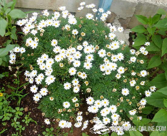 crisantemos en el jardin