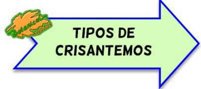 tipos de crisantemos