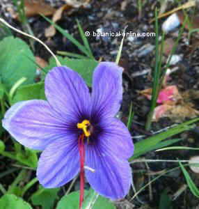 Crocus sativus