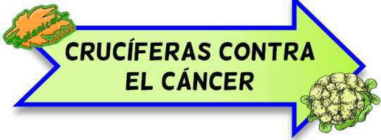 cruciferas contra el cáncer