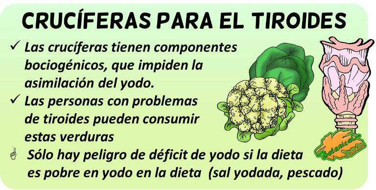 contraindicaciones de las cruciferas bociogenicas y problemas de tiroides como hipotiroidismo o hipertiroidismo hashimoto