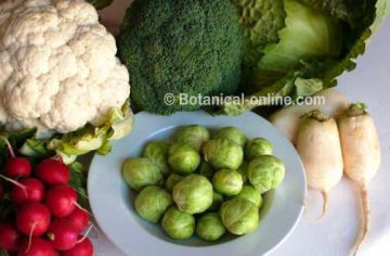 brocoli coliflor nabos rabanos cruciferas