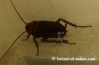 Cucaracha ninfa