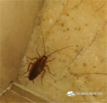  cucaracha rubia