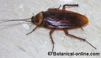 cucaracha americana