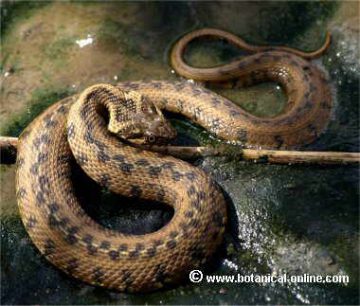 Culebra de collar