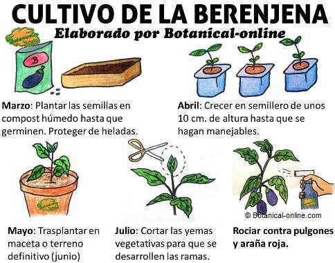 cultivo de la berenjena como plantar