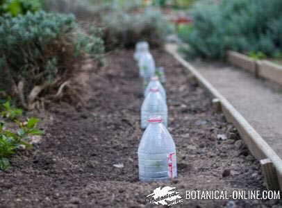 técnica con botella de plástico para favorecer la germinacion