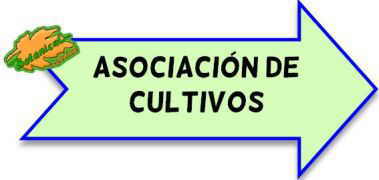 asociacion de cultivos