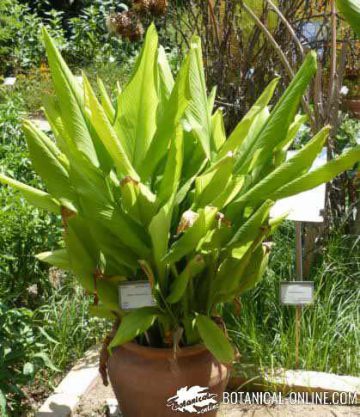 curcuma cultivo jardin botanico 