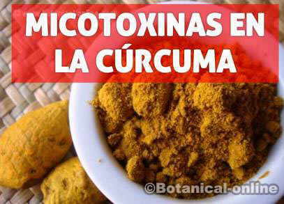 curcuma toxica micotoxinas aflatoxinas