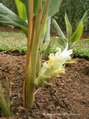 curcuma longa