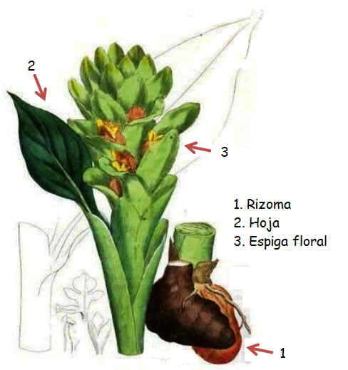 Características de la planta de la cúrcuma – Botanical-online