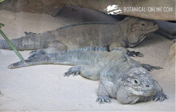 iguana rinoceronte