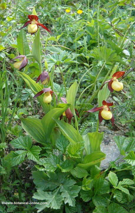 Zapato de Venus (Cypripedium calceolus) – Botanical-online