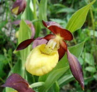 Orquidea