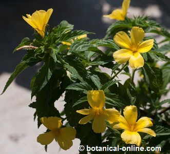 Propiedades De La Damiana Botanical Online